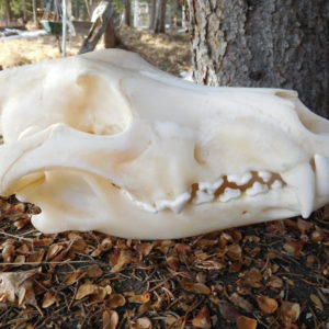 Wolf Skull-X Large