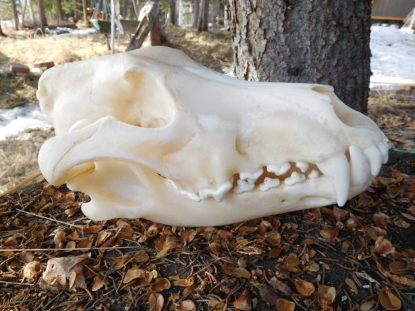 Wolf Skull-X Large