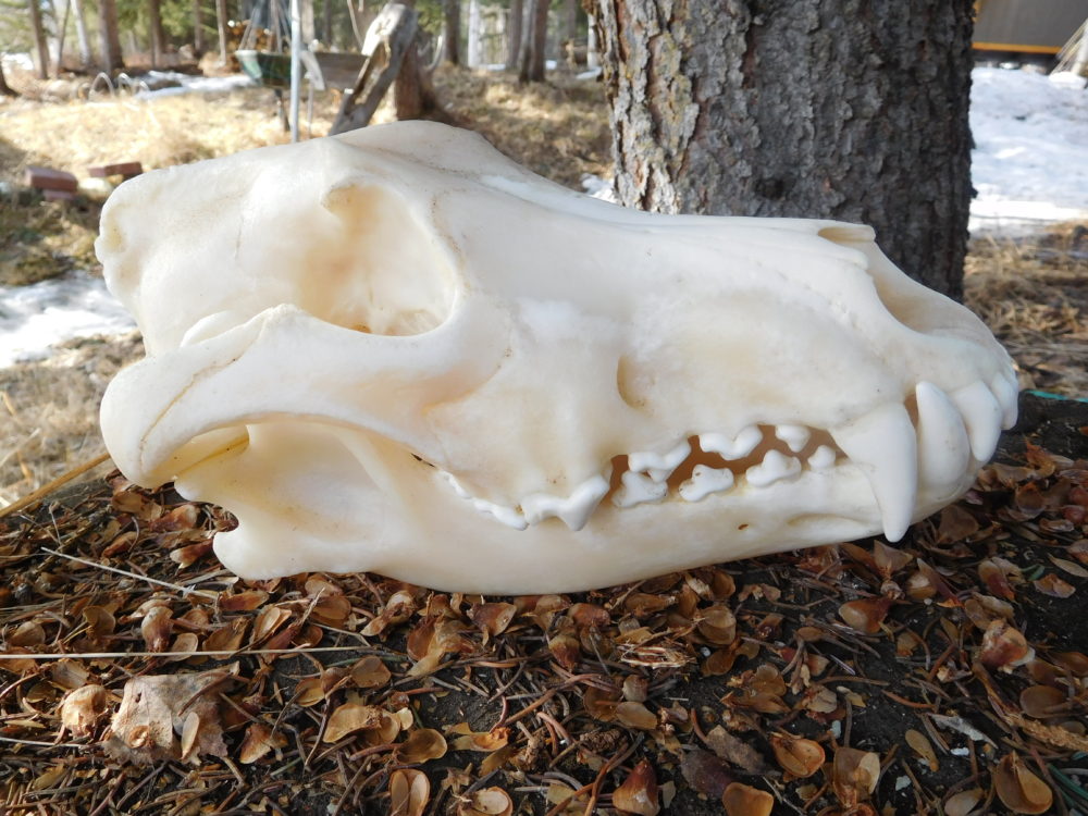 Wolf Skull- Large - Ashley Selden