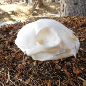 Lynx Skull