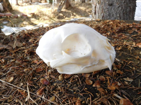 Lynx Skull