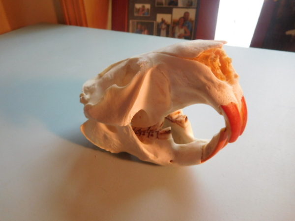 Beaver Skull-small - Image 2