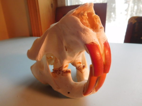 Beaver Skull-small