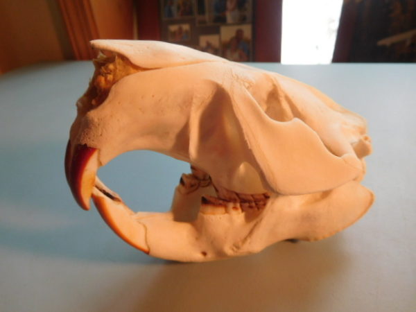 Beaver Skull-small - Image 4